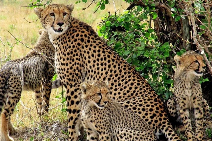 Zanzibar plus safari