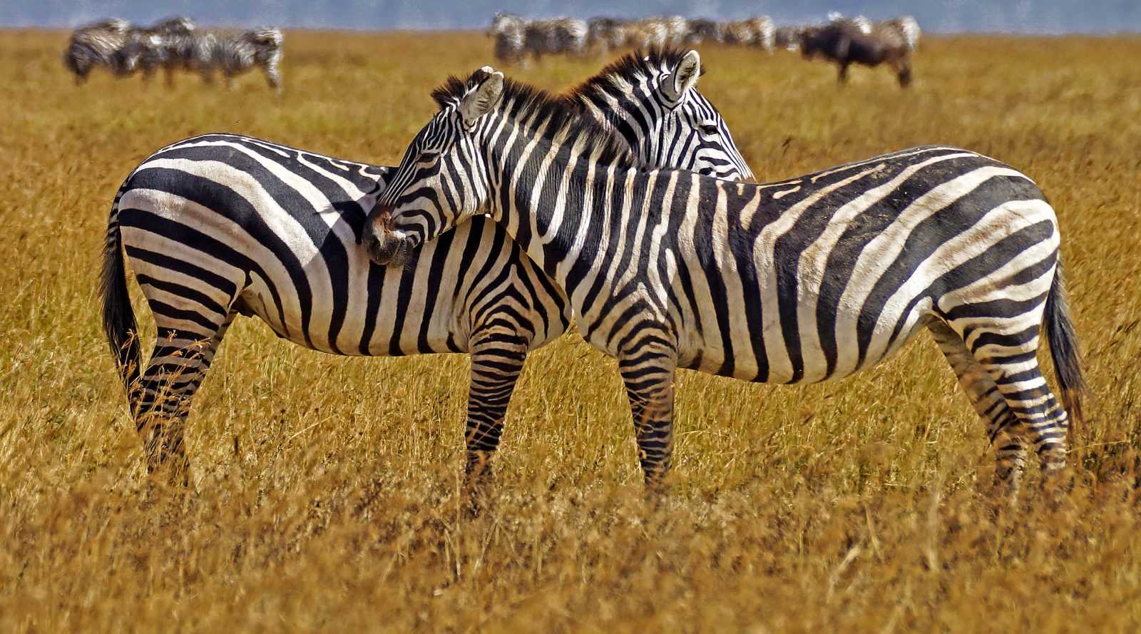Wildlife Kenija Safari