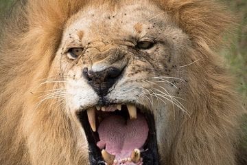 GlobeTracker putovanje safari aranzmani zanzibar