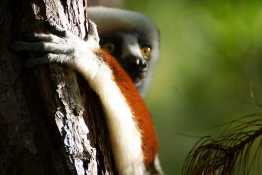 Madagaskar - izgubljen svet!