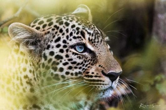 NG Wildlife Kenya - safari i Indijski okean