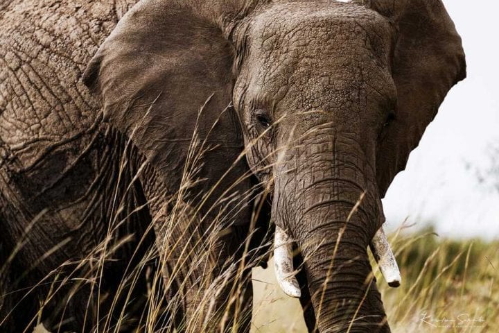 Slon - Safari Serengeti kenija tanzanija zanzibar globetrackeer
