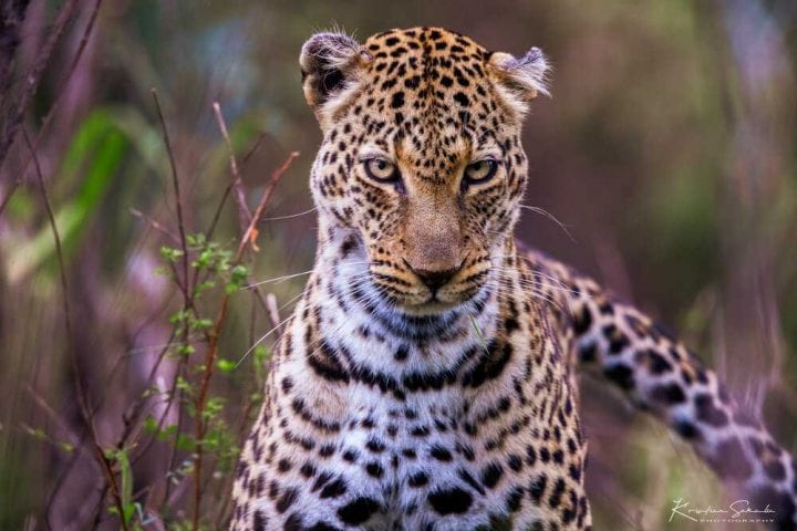Gepard - Safari Serengeti kenija tanzanija zanzibar globetrackeer