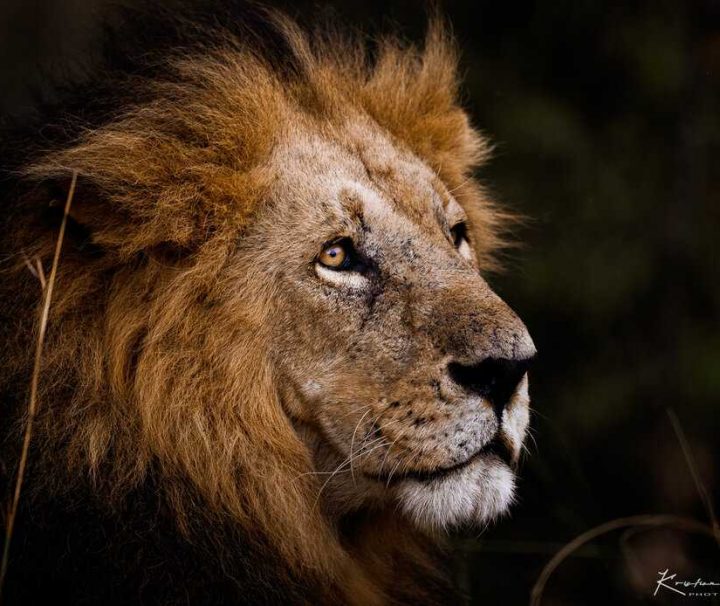 Lav - Safari Serengeti kenija tanzanija zanzibar globetrackeer