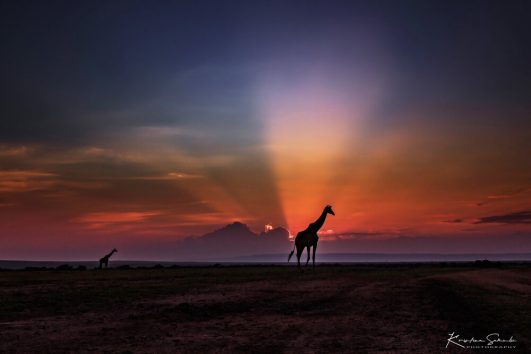 Safari Kenija, Kilimandžaro i Zanzibar
