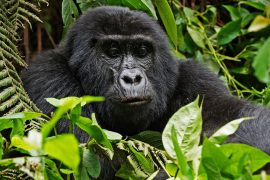 Uganda - gorila treking i safari